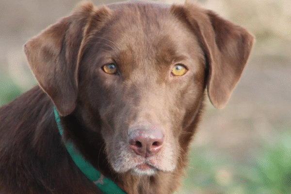 Discover Your Dream Fox Red Labrador Puppy Fox Red Labrador Puppy