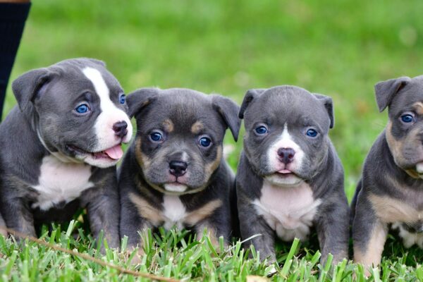 Explore Pitbull Puppies for Sale in New York Now Pitbull puppies for sale in New York