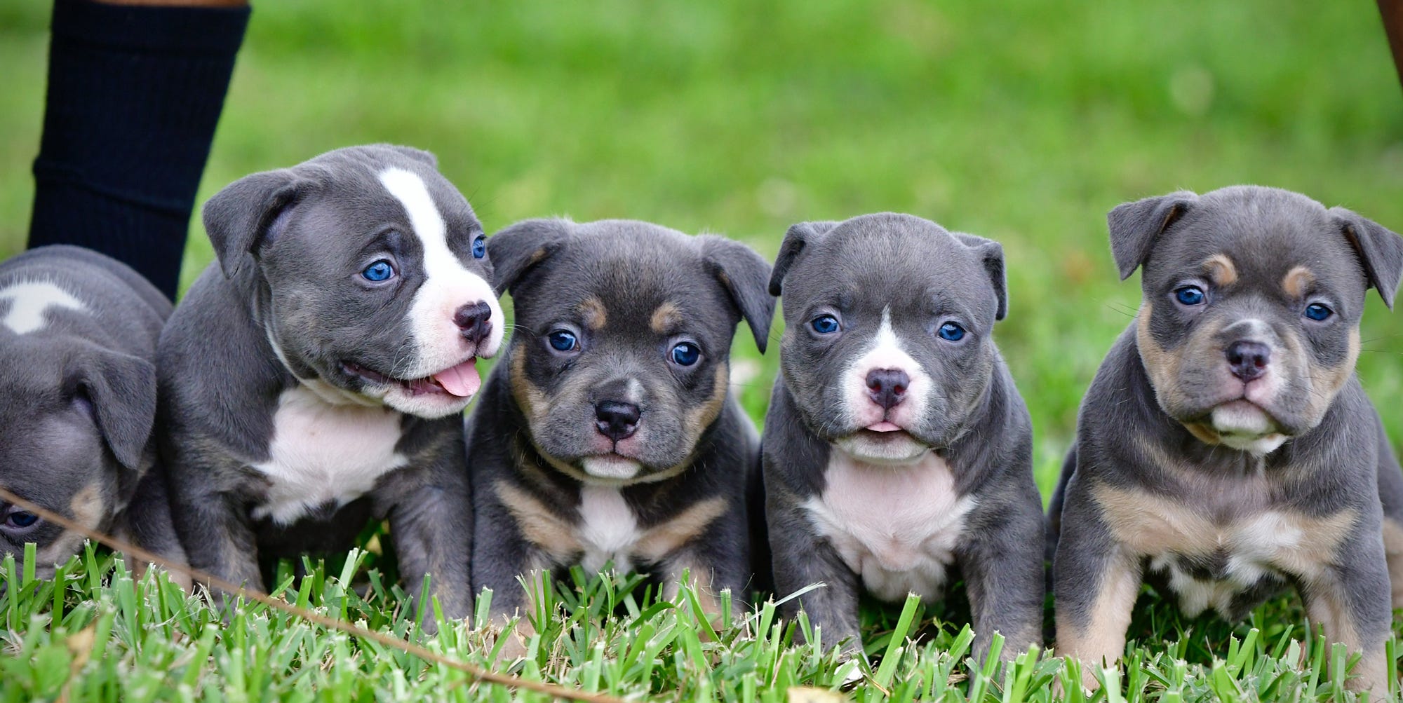 Pitbull puppies for sale in New York