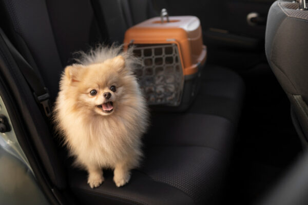 Why You Need a Car Animal Hair Removal Service in Australia Car Animal Hair Removal Service