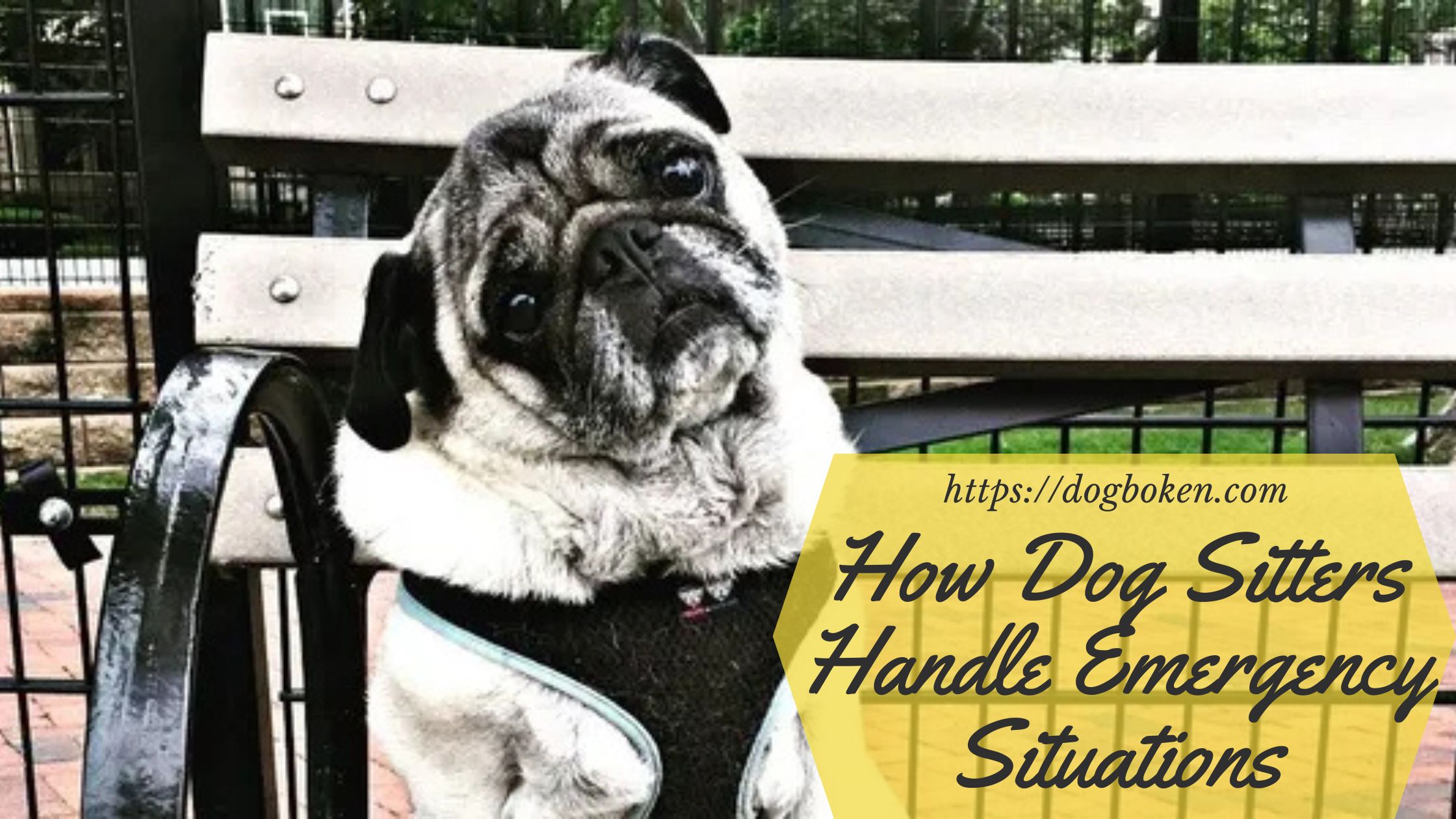 How Dog Sitters Handle Emergency Situations