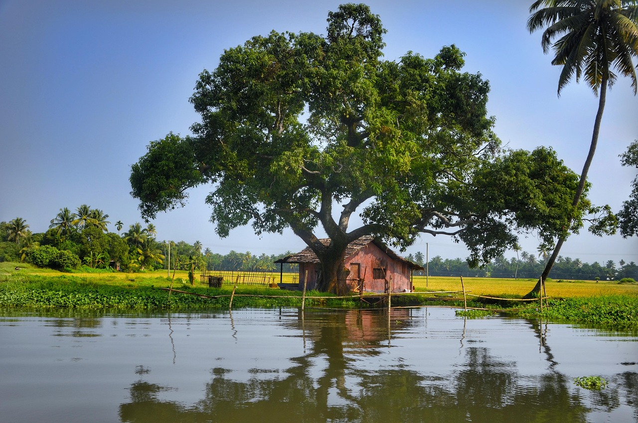 6 Days Kochi Munnar Thekkady Alleppey Tour