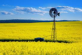 canola oil in bulk