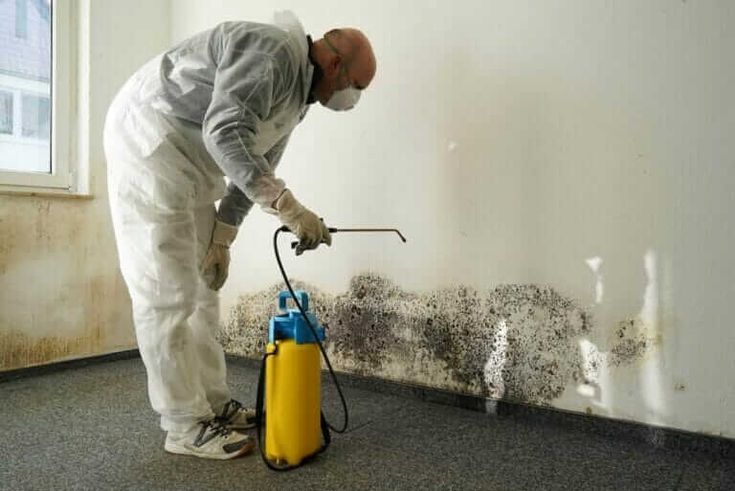 mold removal edmonton