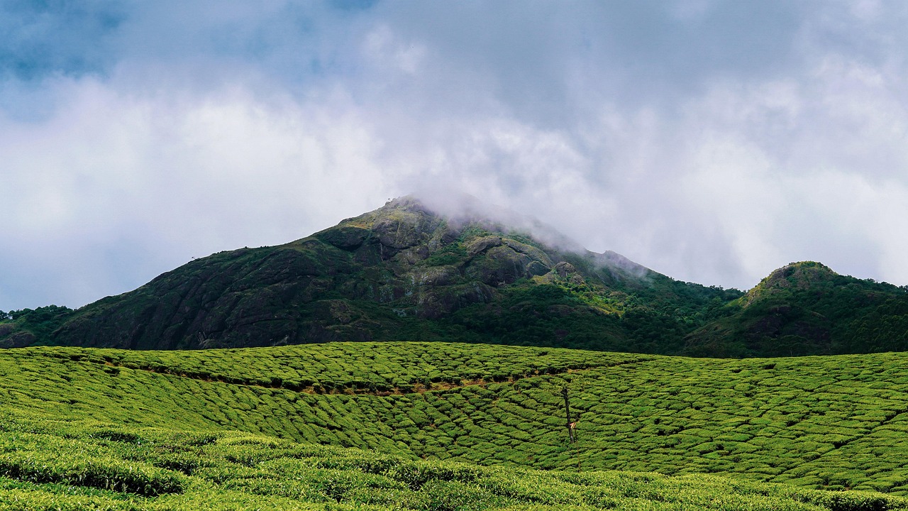 Kochi Munnar Periyar Allepey Kovalam 8 Days Tour