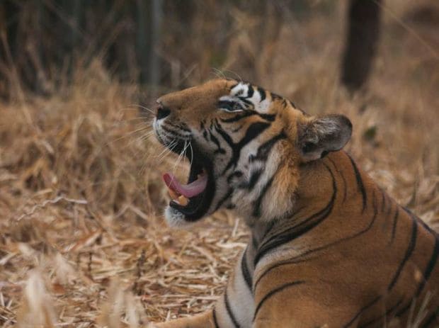 Jhalana Safari Tour Packages