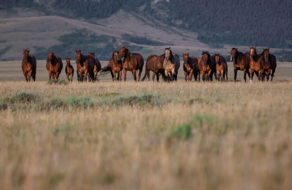 Equine Sales Online