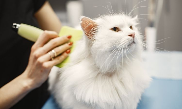 Pet Grooming Products