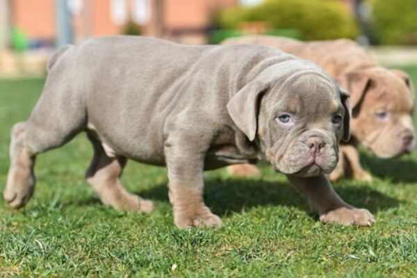 Find Top Quality Pitbull Puppies for Sale in NYC Today Pitbull puppies for sale in NYC