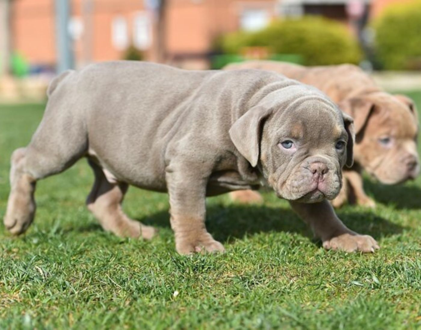 Pitbull puppies for sale in NYC