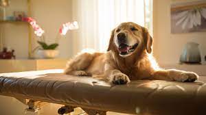 online pet store